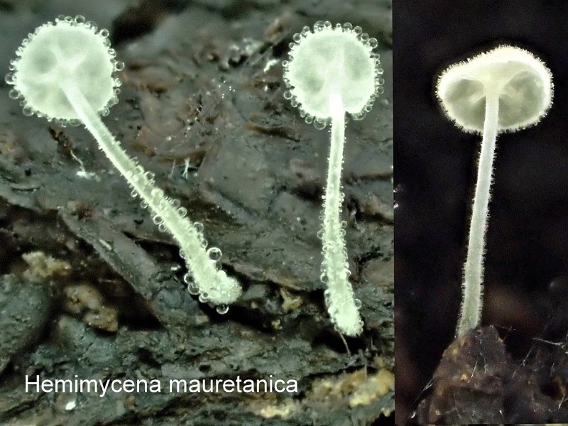 Hemimycena mauretanica-amf2016.jpg - Hemimycena mauretanica ; Syn: Omphalia mauretanica ; Nom français:  Mycène de Maurétanie